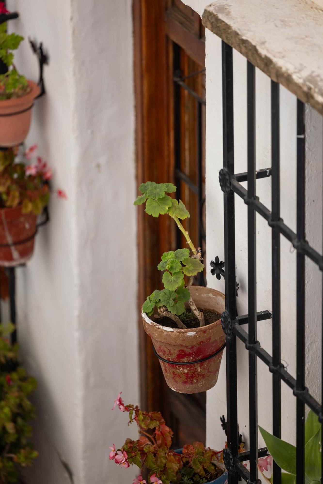 Olive & Ivy Guesthouse Canillas de Aceituno Exterior photo